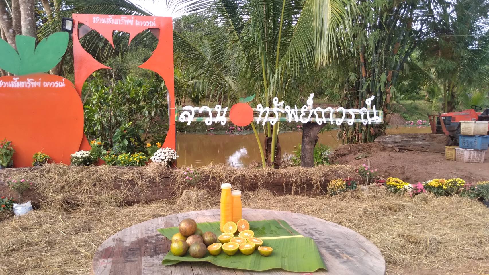 ปลูกสวนส้มบางมด สีทอง ให้นักท่องเที่ยวได้ชิมแบบอิ่มจุใจถึงสวน 20 บาทต่อคน -  Phitsanulok Hotnews